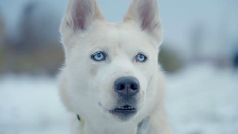 Close-up-view-of-a-dog-in-the-white-snow-of-Husky-Siberia