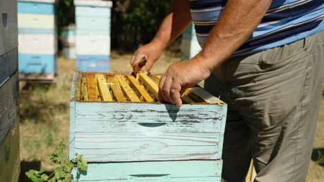 Examining-bees-for-honey-and-health