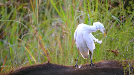 Tracking-shot-of-an-egret-plucking-itself-whilst-standing-on-the-back-of-a-buffalo