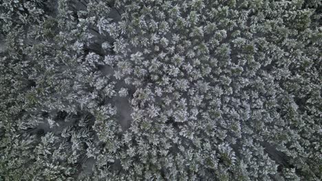 Aerial-view-of-a-frozen-pine-tree-forest-with-snow-covered-trees-in-winter