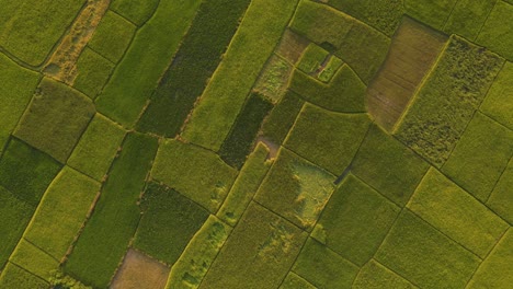 Top-down-aerial-view-of-farmland-field-with-green-crops-texture