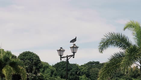 Zwei-Vögel-Sitzen-Auf-Einem-Laternenpfahl,-Böige-Küstenwinde-Schaukeln-Den-Instabilen-Pfosten-Hin-Und-Her-Und-Zwingen-Einen-Der-Vögel,-Seine-Flügel-Auszubreiten-Und-Davonzufliegen,-Panama-Stadt