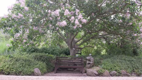 Banco-Vacío-Al-Lado-De-Un-Gran-árbol-Con-Flores-Moradas-Que-Caen-En-El-Jardín-Botánico-Kirstenbosch