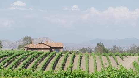 Amerikanische-Weinbergplantage-Auf-Einem-Weingut-In-Kalifornien,-Vereinigte-Staaten