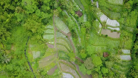 Drone-shot-of-green-vegetable-plantation-on-the-slope-of-mountain