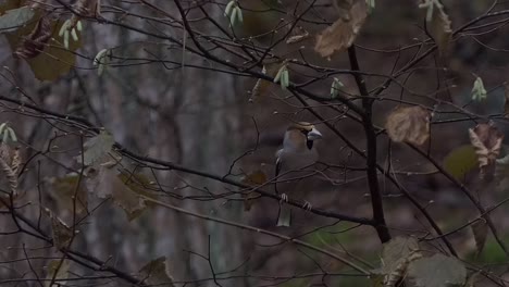 Hawfinch-male-is-skittishly-scanning-its-surroundings-in-a-tree