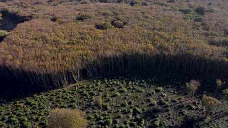 Tree-line-of-deforestation-in-uk-dolly-right