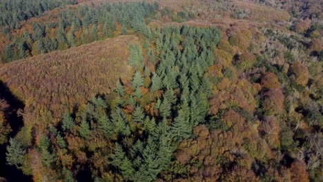 Fliegen-über-Wald-Mit-Immergrünen-Bäumen-Und-Herbstfarben-Dolly-Vorwärts