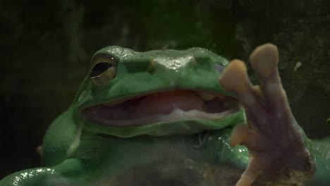Close-up-of-an-Australian-green-tree-frog
