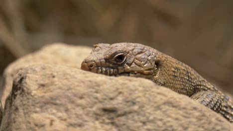 Close-up-of-a-Cunningham's-spiny-tailed-skink-resting-on-a-stone-in-a-dry-environment
