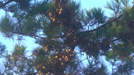Monarch-Butterflies-clustering-on-Native-Pine-Trees-to-stay-warm