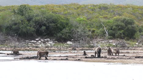 A-troop-of-baboons-digging-in-the-mud-on-a-lakes-edge-while-juveniles-play
