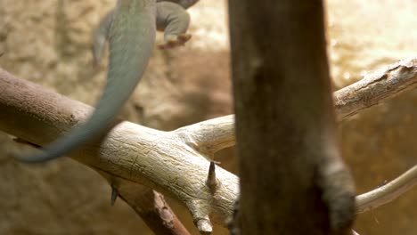 Tracking-shot-of-a-Standing's-day-gecko-jumping-from-a-tree