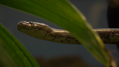 Epic-tracking-shot-of-a-White-eyed-python-