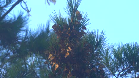 Monarchfalter,-Die-Sich-Auf-Einheimischen-Kiefern-In-Pacific-Grove,-Kalifornien,-Sammeln