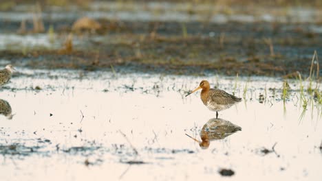 Black-tailed-godwit-during-spring-migration-in-wetlands-flooded-meadow-feeding-and-resting