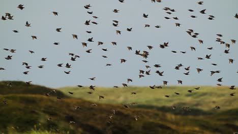 Flock-Of-Starlings-In-Flight,-Slow-Motion-In-Texel,-Netherlands