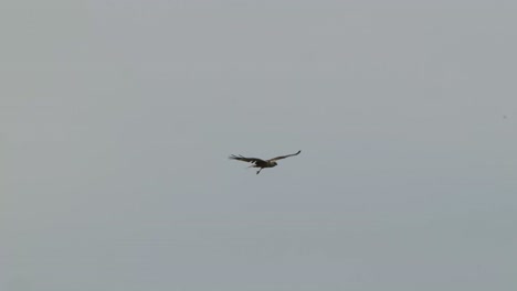 View-Of-Red-Kite-Soaring-Through-The-Air-In-Texel,-Netherlands
