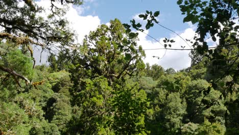 Hermoso-Parque-Forestal-Verde-Whirinaki-Durante-Un-Hermoso-Día-Soleado-Con-Cielo-Azul-En-Nueva-Zelanda---Toma-Amplia