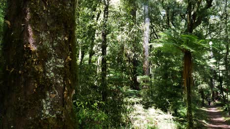 Panning-shot-of-dense-green-jungle-of-Whirinaki-Conservation-Park-at-summer-day---Rural-hiker-path-surrounded-by-high-trees