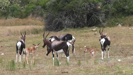 Bontebok-and-their-calves-on-the-grassland-on-the-Southern-Cape-coast