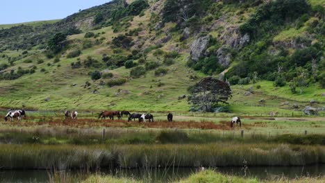 Panning-shot-of-grazing-horses-in-wilderness-near-natural-river-during-sunlight