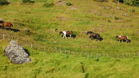 Tracking-shot-of-walking-horses-on-hilly-green-meadow-during-sunny-day---Spirits-Bay,New-Zealand