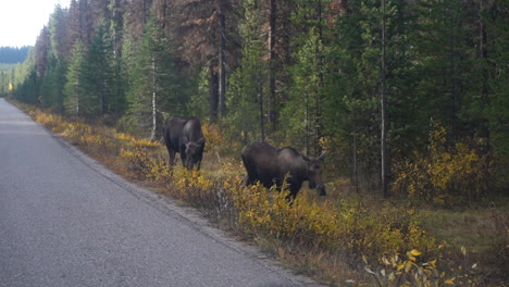 Female-Moose-Couple-Grazing-by-the-Road-in-Jasper-National-Park,-Alberta-Canada