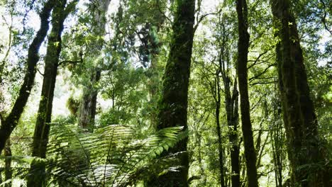 Beautiful-pan-shot-of-Whirinaki-Te-Pua-a-Tāne-Conservation-Park-in-New-Zealand---Peaceful-silence-with-green-plants-and-fern