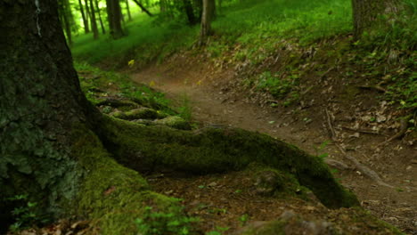 A-close-up-view-of-a-mountain-bike-passing-through-tree-roots-on-a-sunny-day