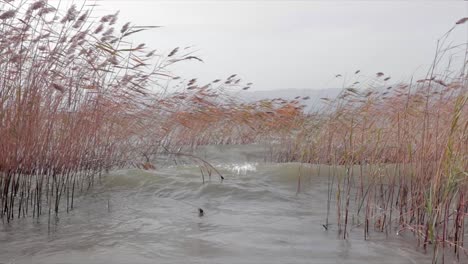 Reed-stems-swaying-on-the-strong-wind-and-big-waves-of-the-lake