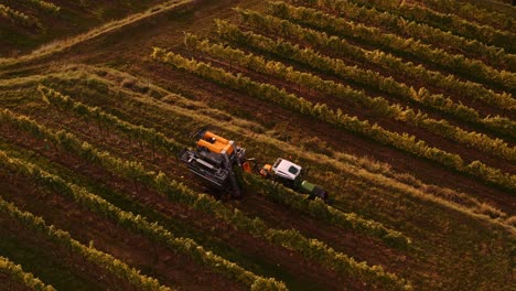 Mechanical-grape-picker-pulled-by-tractor,-grape-harvest-at-sunset,-drone