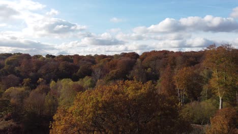 Epping-forest-England-UK-in-Autumn-vibrant-tree-colours-sunny-day-aerial-drone-decent-though-trees