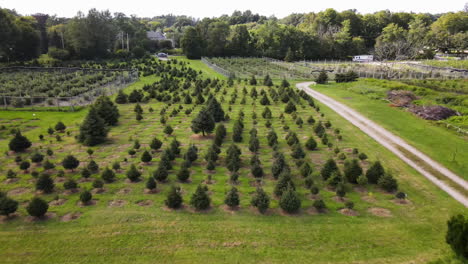 Low-aerial-clip-showing-christmas-tree-plantation