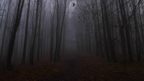 Nebel-Mitten-Auf-Einem-Waldweg,-Umgeben-Von-Hohen-Bäumen
