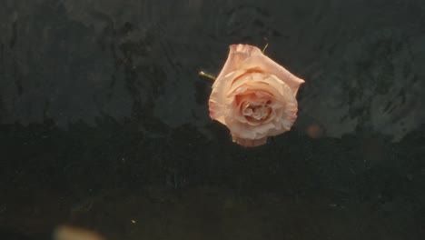 Filmischer-Zoom-Einer-Rose,-Die-Ins-Wasser-Eines-Pools-Fällt