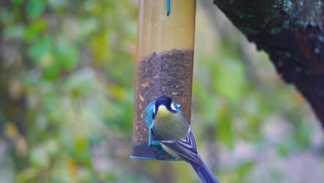 HD-Super-slow-motion-footage-of-birds-flying-to-a-bird-feeder-and-eating-seeds