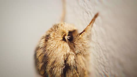 4K-Super-macro-slow-motion-shot-of-a-moth,-at-an-extreme-close-up-on-the-right-side-of-his-head