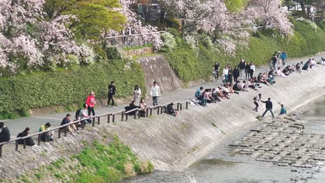 Gente-Merodeando-Y-Sentada-En-El-Terraplén-Del-Río-Kamogawa-Durante-La-Temporada-De-Flores-De-Cerezo-De-Sakura-En-Kyoto,-Japón