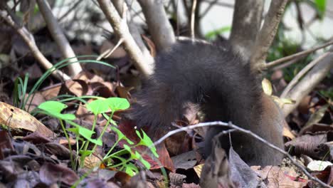 Abert's-squirrel---Sciurus-Vulgaris---walking-on-the-ground-of-the-autumn-forest-in-Seoraksan-Nation-Park-in-South-Korea