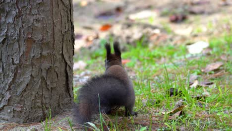 Eurasian-Gray-Tree-squirrel-or-Abert's-squirrel-Sitting-and-standing-on-hind-legs-on-the-ground-next-to-the-tree-in-Autumn-Forest---back-view