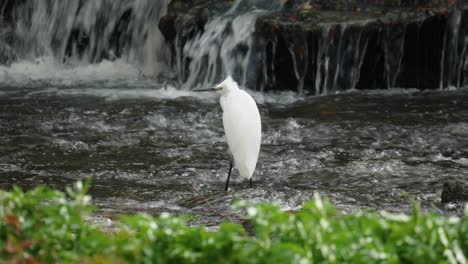 Weißer-Kleiner-Reiher,-Der-An-Windigen-Herbsttagen-Auf-Stromschnellen-Des-Schnell-Fließenden-Yangjae-stroms-Mit-Kleinem-Wasserfall-Dahinter-Steht,-Wild-Lebende-Tiere-In-Seoul-Südkorea