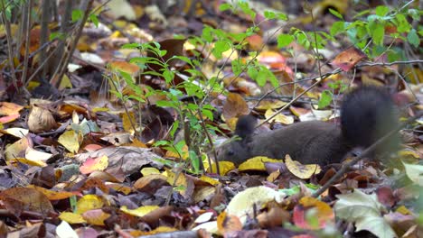 Eurasisches-Baumeichhörnchen-Auf-Der-Suche-Nach-Nahrung