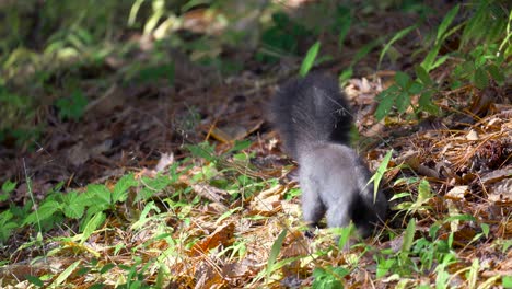 Graues-Eichhörnchen-Oder-Eurasisches-Graues-Baumeichhörnchen,-Das-In-Laub-Im-Mischwald-Durchsucht