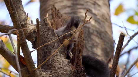 Adorable-Eurasian-Tree-squirrel-playing-on-the-rotten-tree-trunk---Abert's-squirrel-Sciurus-vulgaris--close-up