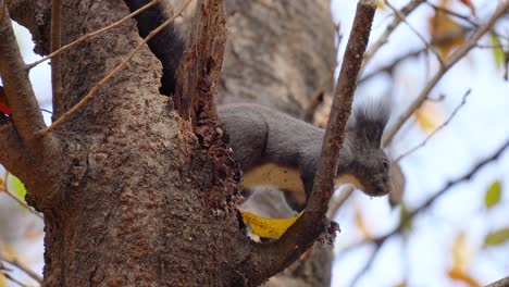 Eichhörnchen-Steht-Auf-Faulem-Baumstumpf-Und-Schaut-Sich-Mit-Schnellem-Atem-Um