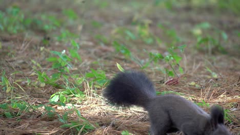 Eurasisches-Rotes-Eichhörnchen-Oder-Koreanisches-Eichhörnchen-Springt-Auf-Den-Boden-Und-Riecht-Gefallene-Kiefernnadeln-Auf-Der-Suche-Nach-Strobiles-Im-Seoul-Forest---Statische-Nahaufnahme
