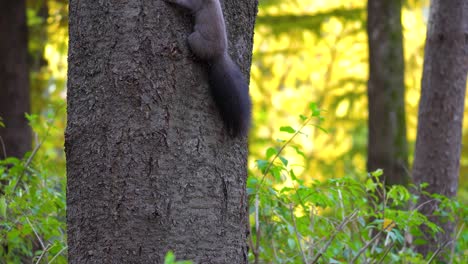 Korean-Tree-squirrel-on-tree-trunk-hanging-and-jumping-up