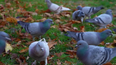 Wild-pigeons-eating-bread-crumbs-in-a-city-park,-flock-of-hungry-birds-in-Autumn