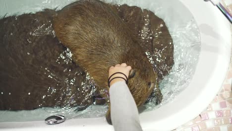 Un-Adorable-Carpincho-Siendo-Acariciado-En-El-Jacuzzi-En-Un-Café-De-Animales-En-Harajuku,-Tokio,-Japón---Primer-Plano